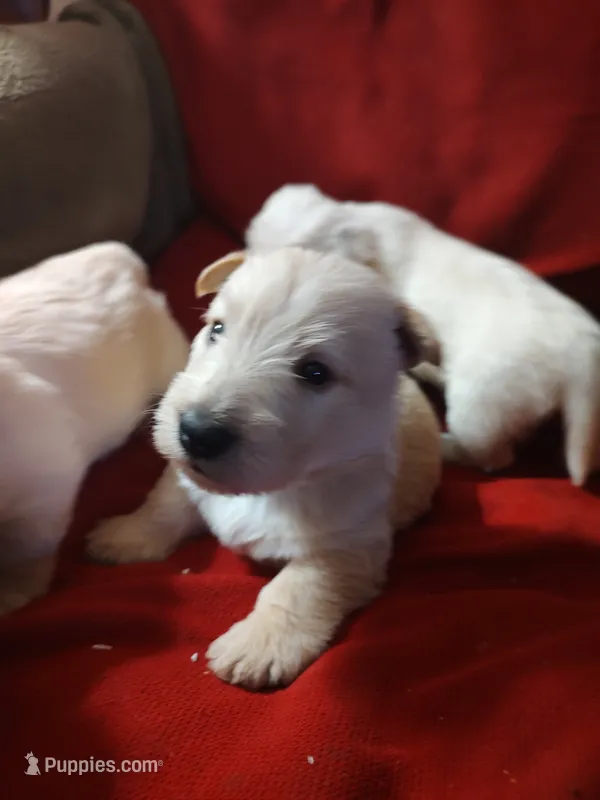 Sandman – Scottish Terrier puppy for sale in Lincoln, CA