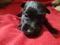 Crow Flys, a female Scottish Terrier for sale in Lincoln, CA – 2 of 2