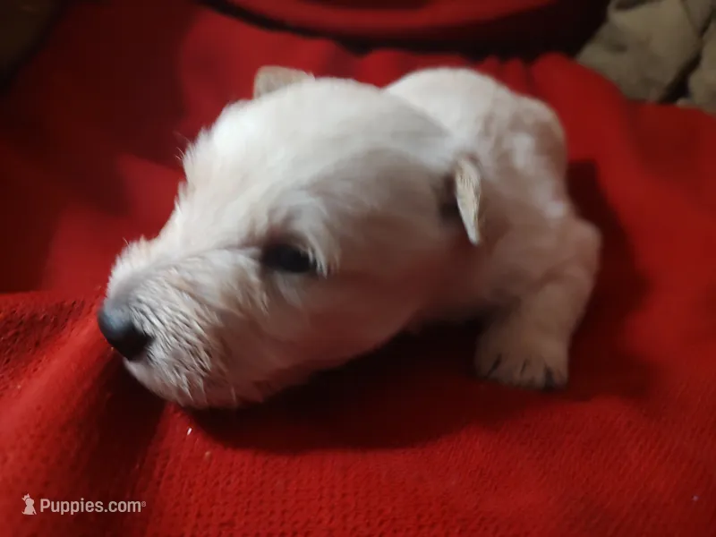 Frosty  – Scottish Terrier puppy for sale in Lincoln, CA