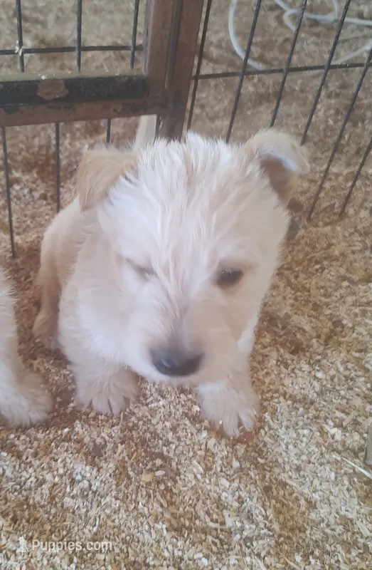 Sandman – Scottish Terrier puppy for sale in Lincoln, CA