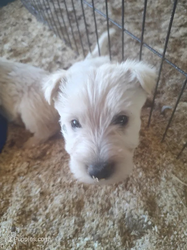 Frosty  – Scottish Terrier puppy for sale in Lincoln, CA