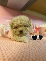 😍Princess😍, a female Maltipoo for sale in Sacramento, CA – Photo 8 of 8