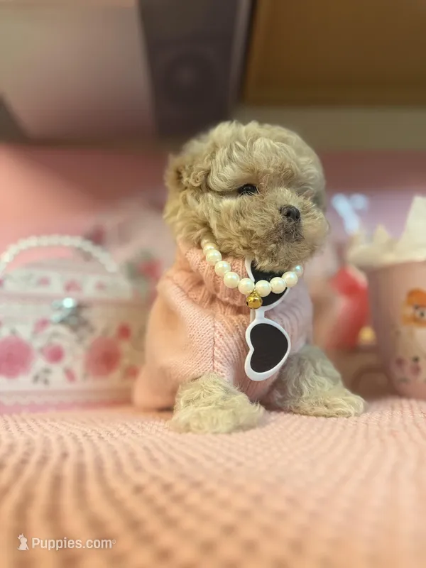 😍Princess😍 – Maltipoo puppy for sale in Sacramento, CA