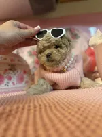 😍Princess😍, a female Maltipoo for sale in Sacramento, CA – Photo 6 of 8