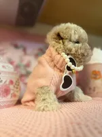 😍Princess😍, a female Maltipoo for sale in Sacramento, CA – Photo 4 of 8