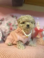 😍Princess😍, a female Maltipoo for sale in Sacramento, CA – Photo 3 of 8