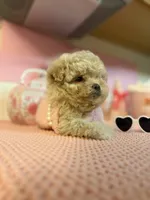 😍Princess😍, a female Maltipoo for sale in Sacramento, CA – Photo 7 of 8