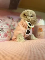 😍Princess😍, a female Maltipoo for sale in Sacramento, CA – Photo 5 of 8