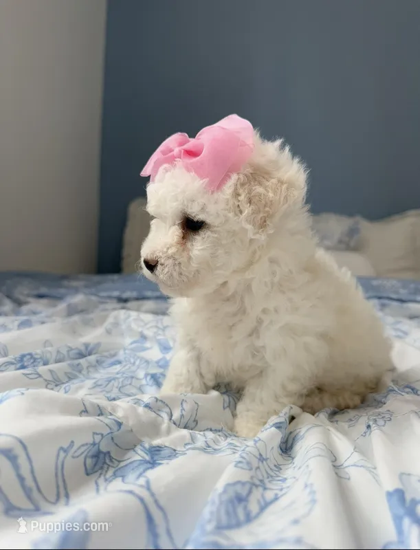 😍Dior😍 – Poodle - Toy  puppy for sale in Sacramento, CA