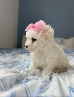 😍Dior😍, a female Poodle - Toy  for sale in Sacramento, CA – Photo 1 of 6