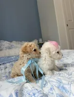 😍Dior😍, a female Poodle - Toy  for sale in Sacramento, CA – Photo 3 of 6