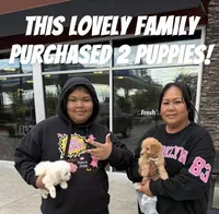 😍Dior😍, a female Poodle - Toy  for sale in Sacramento, CA – Photo 6 of 6