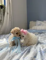 😍Dior😍, a female Poodle - Toy  for sale in Sacramento, CA – Photo 4 of 6
