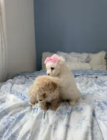 😍Dior😍, a female Poodle - Toy  for sale in Sacramento, CA – Photo 2 of 6