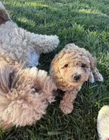 😍Chanel😍, a female Maltipoo for sale in Sacramento, CA – Photo 2 of 5