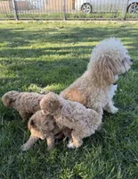 😍Chanel😍, a female Maltipoo for sale in Sacramento, CA – Photo 3 of 5
