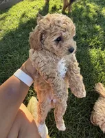 😍Chanel😍, a female Maltipoo for sale in Sacramento, CA – Photo 1 of 5