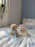 😍Teddy😍, a male Poodle - Toy  for sale in Sacramento, CA – Photo 2 of 6