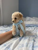 😍Teddy😍, a male Poodle - Toy  for sale in Sacramento, CA – Photo 1 of 6