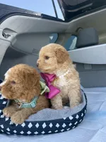 Bella, a female Maltipoo for sale in Sacramento, CA – Photo 10 of 10