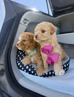 Bella, a female Maltipoo for sale in Sacramento, CA – Photo 2 of 10