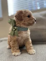 Bella, a female Maltipoo for sale in Sacramento, CA – Photo 5 of 10