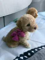 Bella, a female Maltipoo for sale in Sacramento, CA – Photo 7 of 10