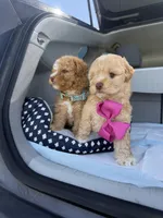 Bella, a female Maltipoo for sale in Sacramento, CA – Photo 4 of 10