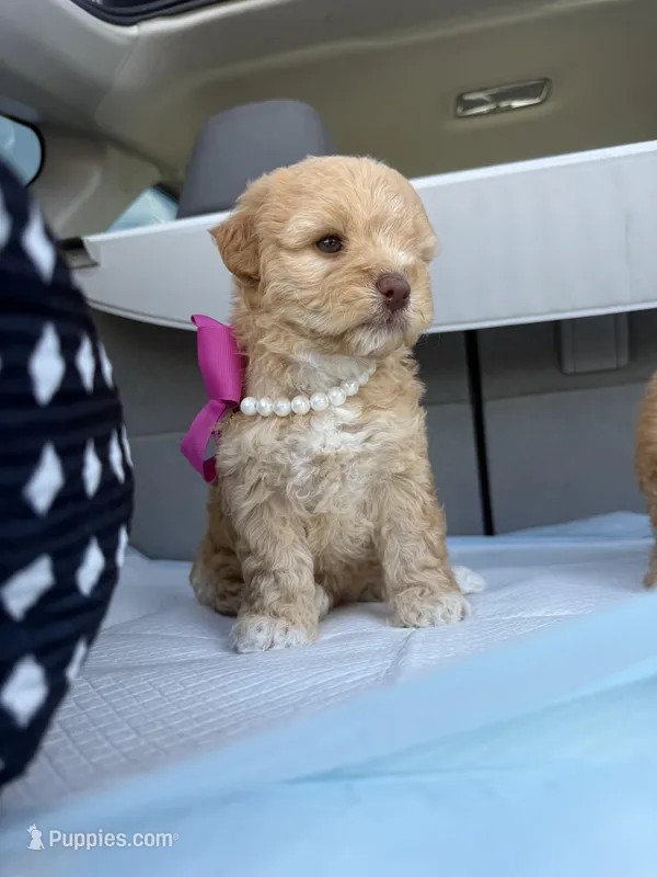 Bella – Maltipoo puppy for sale in Sacramento, CA