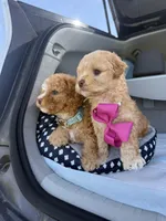 Bella, a female Maltipoo for sale in Sacramento, CA – Photo 8 of 10