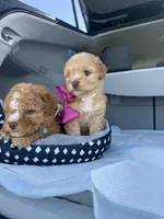 Bella, a female Maltipoo for sale in Sacramento, CA – Photo 9 of 10