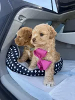 Bella, a female Maltipoo for sale in Sacramento, CA – Photo 6 of 10