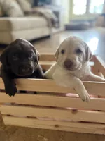 Chocolate male, a male Labrador Retriever for sale in Katy, TX – 6 of 6