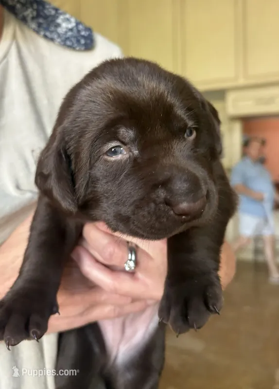 Chocolate male – Labrador Retriever puppy for sale in Katy, TX