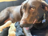 Chocolate male, a male Labrador Retriever for sale in Katy, TX – 5 of 6