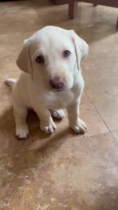 Yellow ("white") female lab, a female Labrador Retriever for sale in Katy, TX – 5 of 9
