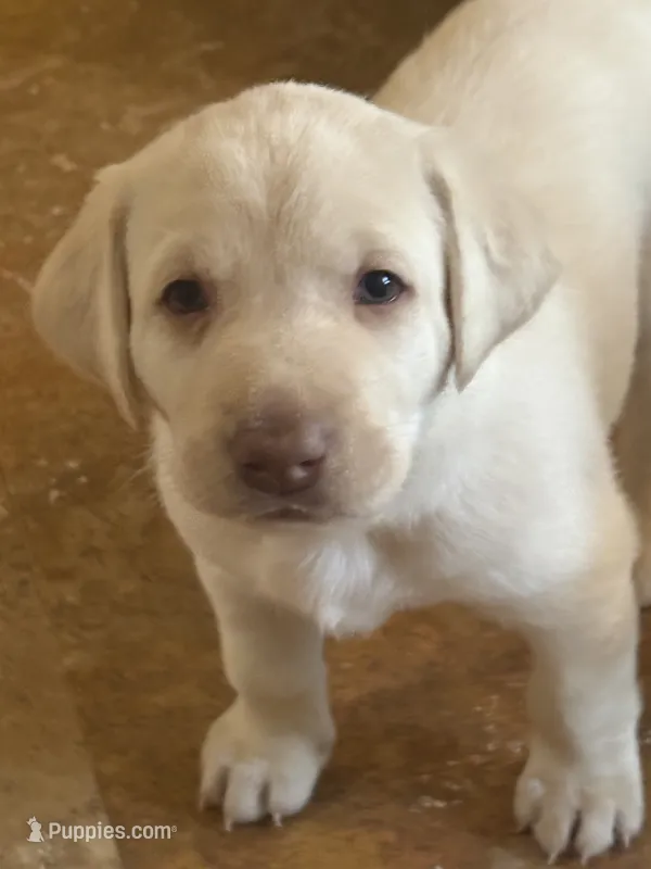 Yellow ("white") female lab – Labrador Retriever puppy for sale in Katy, TX
