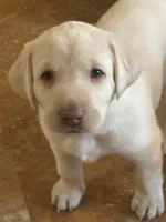 Yellow ("white") female lab, a female Labrador Retriever for sale in Katy, TX – 1 of 9