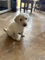 Yellow ("white") female lab, a female Labrador Retriever for sale in Katy, TX – 2 of 9