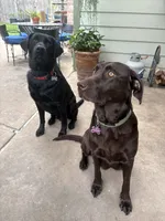 Yellow ("white") female lab, a female Labrador Retriever for sale in Katy, TX – 4 of 4