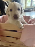 Yellow ("white") female lab, a female Labrador Retriever for sale in Katy, TX – 3 of 4