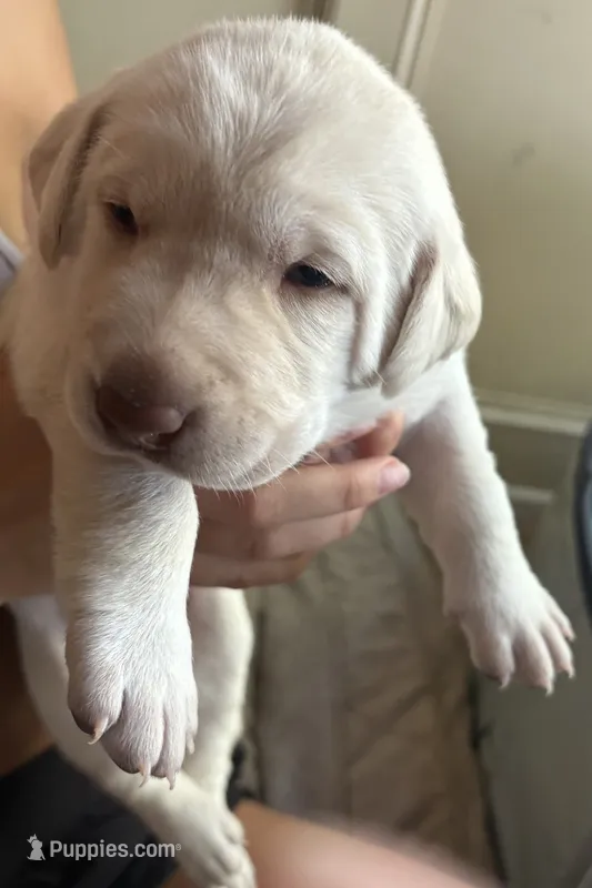 Yellow ("white") female lab – Labrador Retriever puppy for sale in Katy, TX