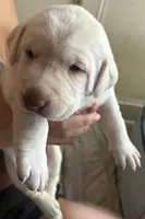 Yellow ("white") female lab, a female Labrador Retriever for sale in Katy, TX – 1 of 4
