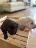 Chocolate male, a male Labrador Retriever for sale in Katy, TX – 2 of 6