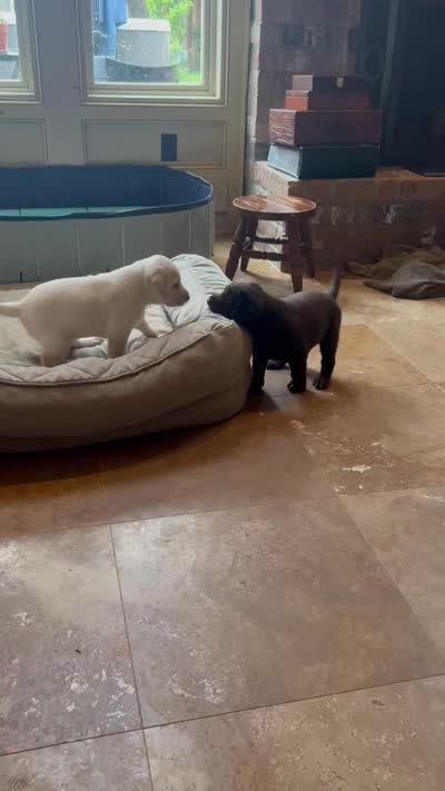 Yellow ("white") female lab, a female Labrador Retriever for sale in Katy, TX – 4 of 9