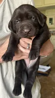 Chocolate male, a male Labrador Retriever for sale in Katy, TX – 3 of 6