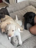 Yellow ("white") female lab, a female Labrador Retriever for sale in Katy, TX – 2 of 4