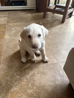 Yellow ("white") female lab, a female Labrador Retriever for sale in Katy, TX – 3 of 9