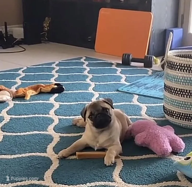 Frankie – Pug puppy for sale in Springboro, OH