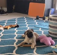 Frankie, a male Pug for sale in Springboro, OH – Photo 1 of 2